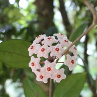 Hoya carnosa (L.f.) R.Br.