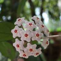 Hoya carnosa (L.f.) R.Br.