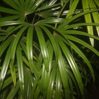 Rhapis excelsa (Thunb.) A.Henry