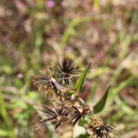 Bidens pilosa L.