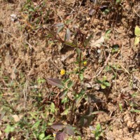 Bidens pilosa L.