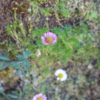 Erigeron karvinskianus DC.