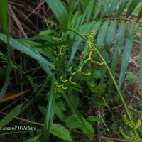 Calamus rotang L.