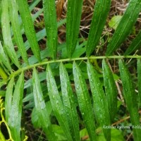 Calamus rotang L.