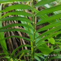 Calamus rotang L.