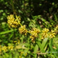 Calamus rotang L.