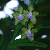 Vanda tessellata (Roxb.) Hook. ex G.Don