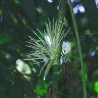 Areca concinna Thwaites