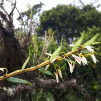 Dendrobium jerdonianum Wight