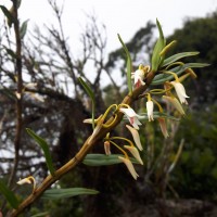 Dendrobium jerdonianum Wight