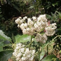 Melicope lunu-ankenda (Gaertn.) T.G.Hartley