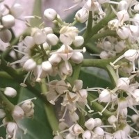 Melicope lunu-ankenda (Gaertn.) T.G.Hartley