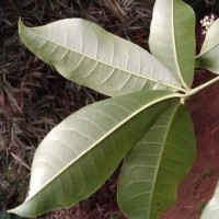 Melicope lunu-ankenda (Gaertn.) T.G.Hartley