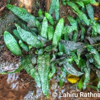 Leptochilus pteropus  (Blume) Fraser-Jenk