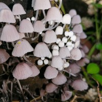 <i>Coprinellus disseminatus</i> (Pers.) J.E. Lange