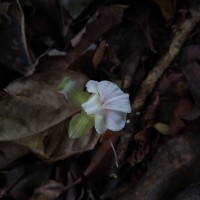 Cyphostigma pulchellum (Thwaites) Benth.