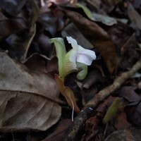 Cyphostigma pulchellum (Thwaites) Benth.