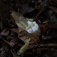 Cyphostigma pulchellum (Thwaites) Benth.