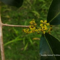 Salacia chinensis L.