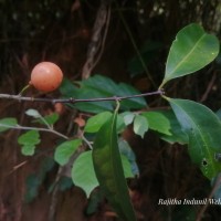 Salacia chinensis L.