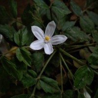 Munronia pinnata (Wall.) W.Theob.