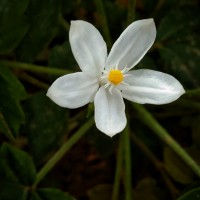 Munronia pinnata (Wall.) W.Theob.