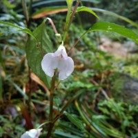 Impatiens truncata Thwaites