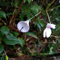 Impatiens truncata Thwaites