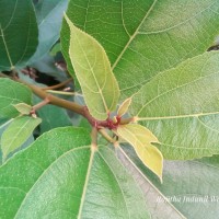 Ficus exasperata Vahl