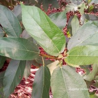 Ficus exasperata Vahl