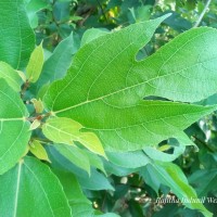 Ficus exasperata Vahl