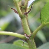 Ficus hispida L.f.