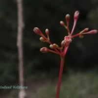 Commiphora caudata (Wight & Arn.) Engl.