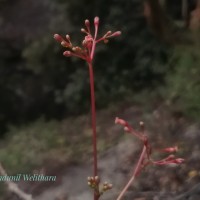 Commiphora caudata (Wight & Arn.) Engl.