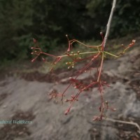 Commiphora caudata (Wight & Arn.) Engl.