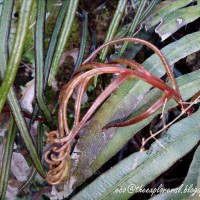 Austroblechnum melanocaulon  (Brack.) de Gasper & V.A.O.Dittrich