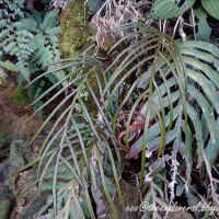 <i>Austroblechnum melanocaulon</i>  (Brack.) de Gasper & V.A.O.Dittrich