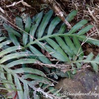 Austroblechnum melanocaulon  (Brack.) de Gasper & V.A.O.Dittrich