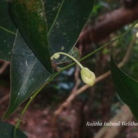 Chlorocarpa pentaschista Alston