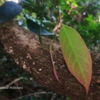 Chlorocarpa pentaschista Alston