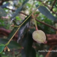 Chlorocarpa pentaschista Alston