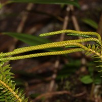 Phlegmariurus phyllanthus  (Hook. & Arn.)R.D.Dixit