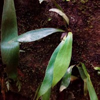 Antrophyum reticulatum  (G.Forst.) Kaulf.