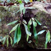 Antrophyum reticulatum  (G.Forst.) Kaulf.