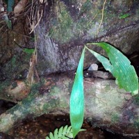 Antrophyum reticulatum  (G.Forst.) Kaulf.