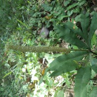 Helminthostachys zeylanica  (L.) Hook.