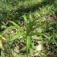 Helminthostachys zeylanica  (L.) Hook.