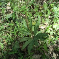 <i>Helminthostachys zeylanica</i>  (L.) Hook.