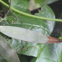 Pyrrosia lanceolata  (L.) Farw.