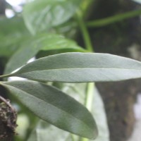<i>Pyrrosia lanceolata</i>  (L.) Farw.